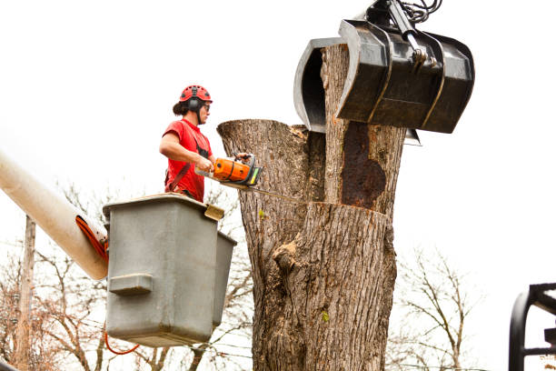 Best Firewood Processing and Delivery  in Oaklawn Sunview, KS